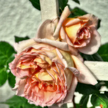 Im Rosengarten Ebenweiler