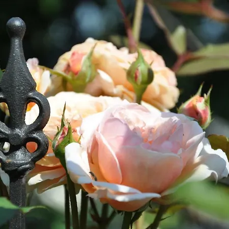 Daire Im Rosengarten