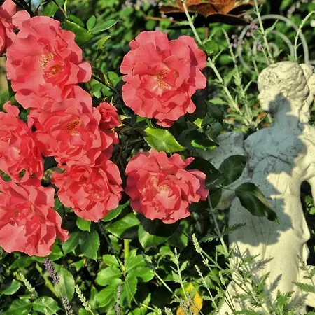 Im Rosengarten Ebenweiler