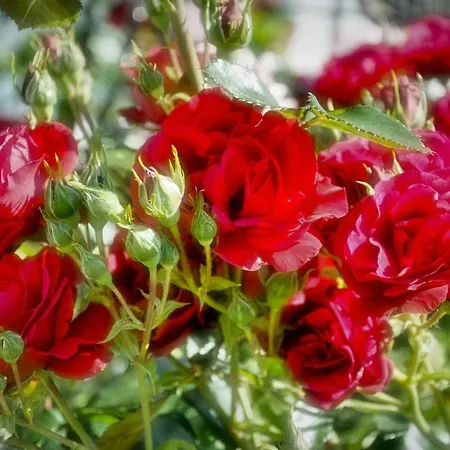 Im Rosengarten 公寓