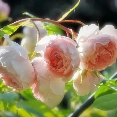 Im Rosengarten * Ebenweiler