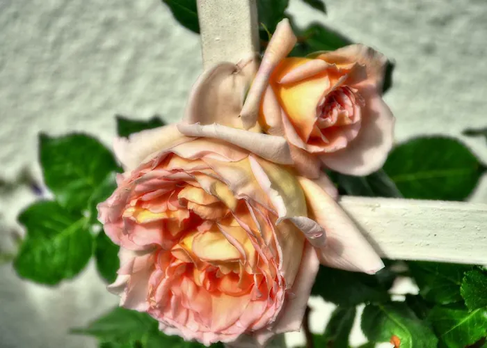 Im Rosengarten Ebenweiler