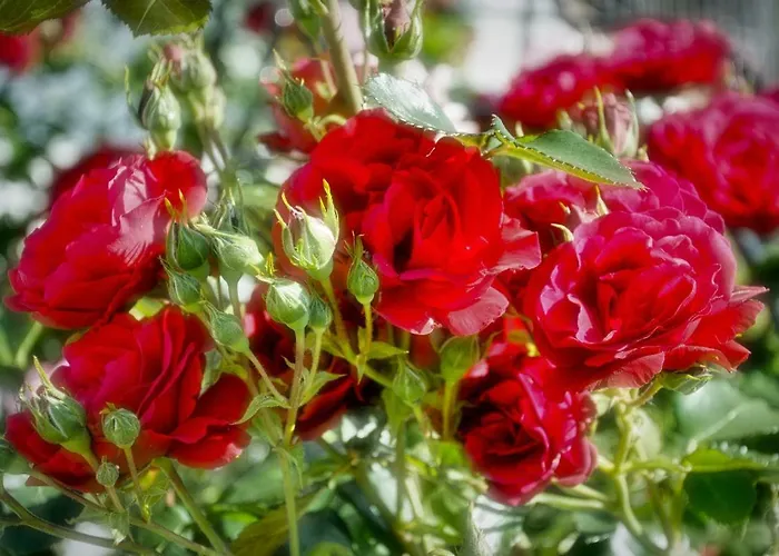 Im Rosengarten Apartamento