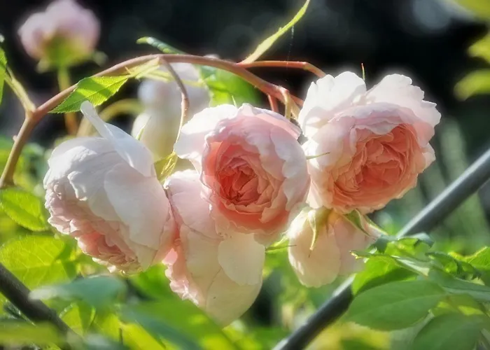 Im Rosengarten * Ebenweiler